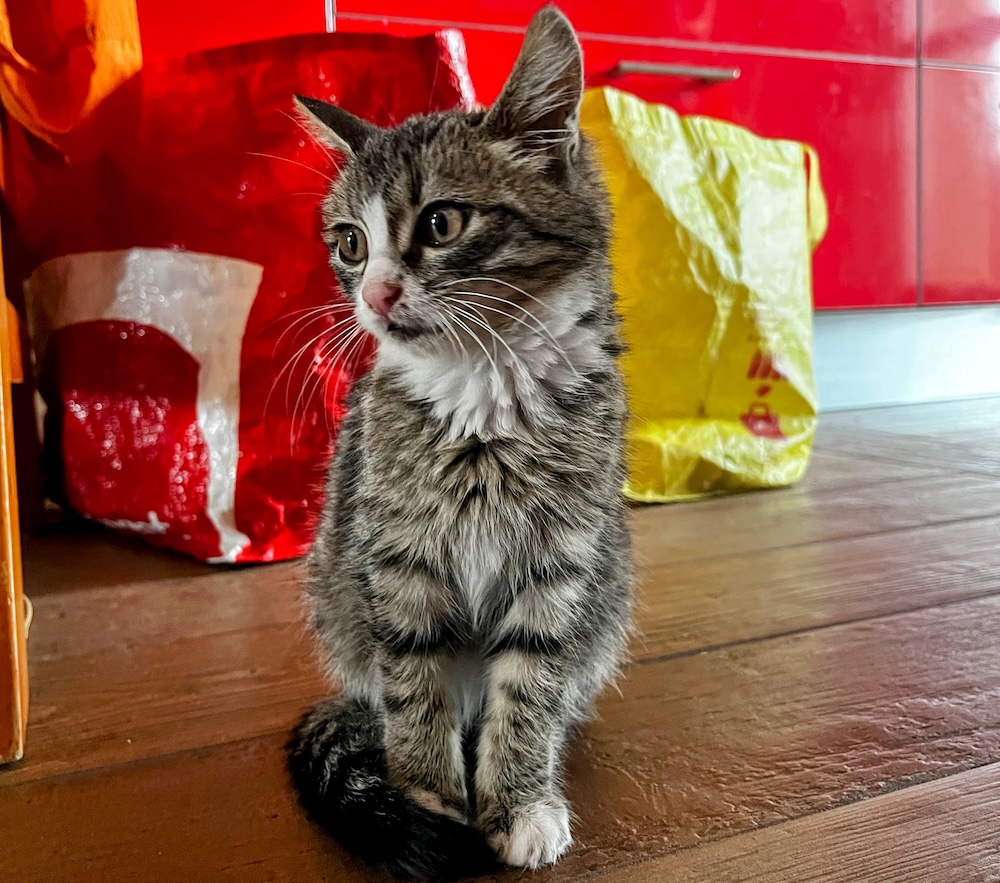 There's a new kitten in town.